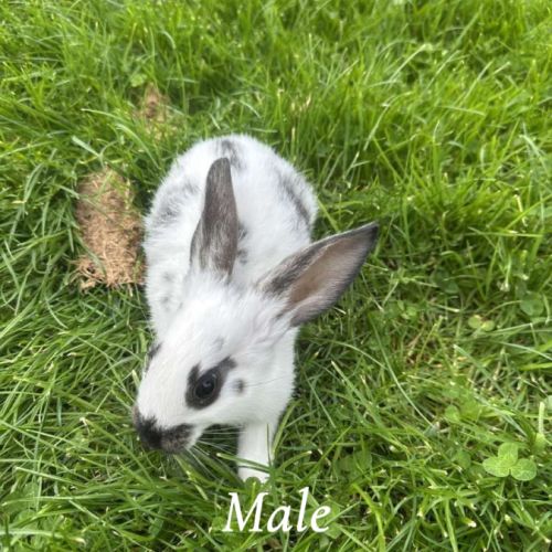 Lapin papillon #6