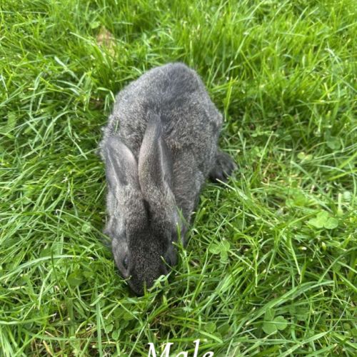 Lapin papillon #7