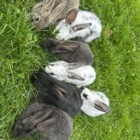 Lapin papillon
