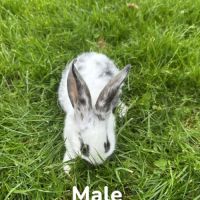 Lapin papillon #2