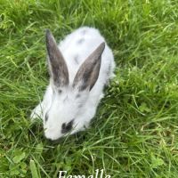 Lapin papillon #3