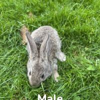 Lapin papillon #4