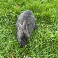 Lapin papillon #7