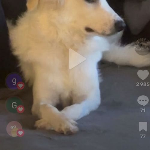 Donne patou femelle stérilisée #0