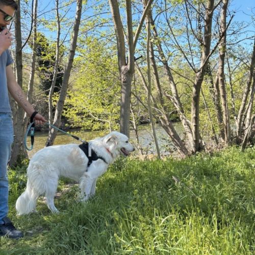 Donne patou femelle stérilisée #2