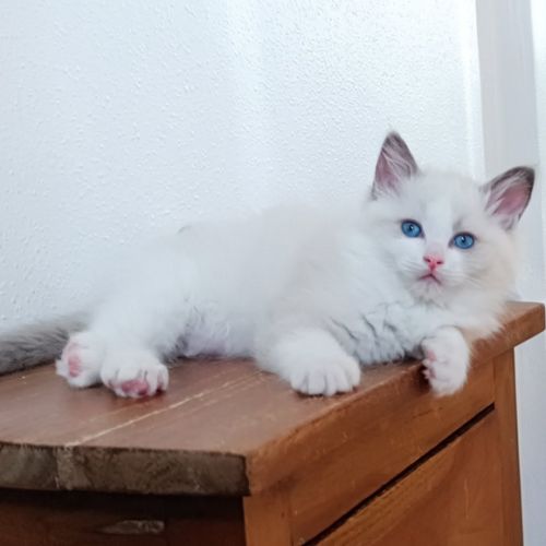 Ragdoll chatons #1