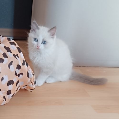 Ragdoll chatons #3