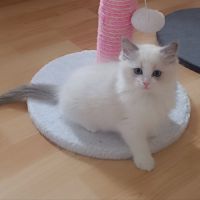 Ragdoll chatons
