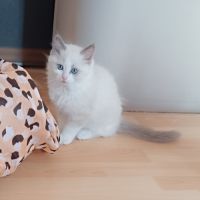 Ragdoll chatons #3