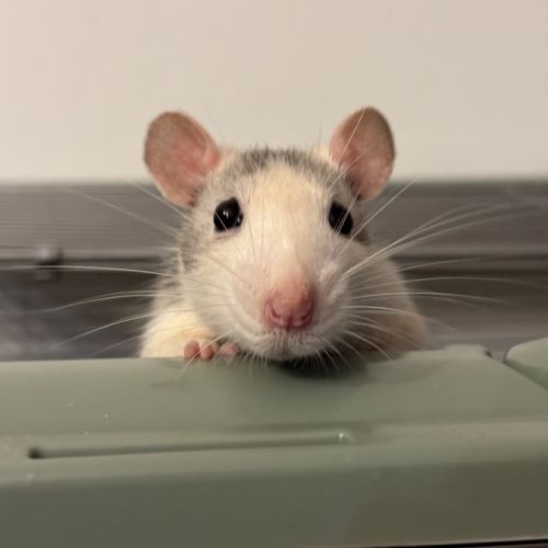 Rates sœurs à donner #1