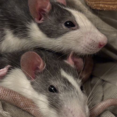 Rates sœurs à donner #0