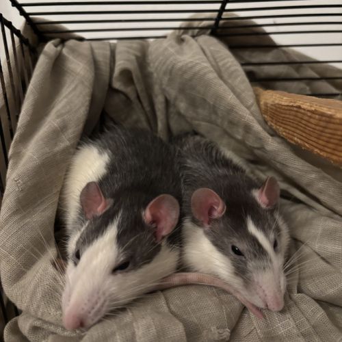 Rates sœurs à donner #4