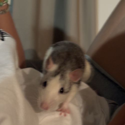 Rates sœurs à donner #5