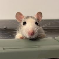 Rates sœurs à donner #1