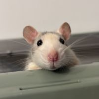 Rates sœurs à donner #2