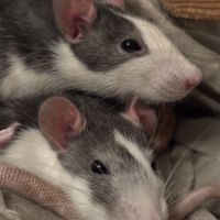 Rates sœurs à donner