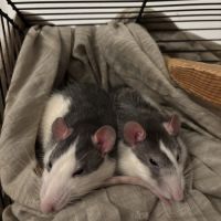 Rates sœurs à donner #4