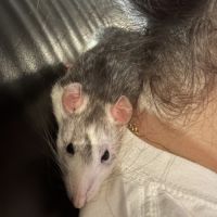 Rates sœurs à donner #6