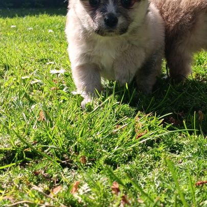 Chiot spitz #1
