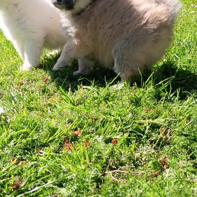 Chiot spitz #2
