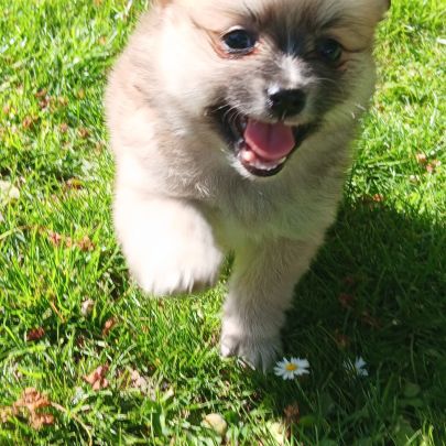 Chiot spitz