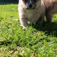 Chiot spitz #1