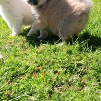 Chiot spitz #2