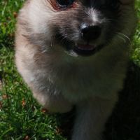 Chiot spitz #7