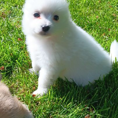 Chiot spitz #4