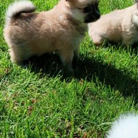 Chiot spitz #3