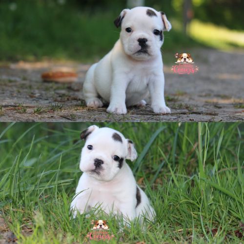 A réserver chiot freelance bulldog (bulldog anglai #1