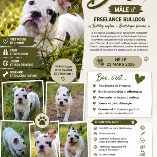 A réserver chiot freelance bulldog #0