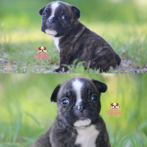 A réserver chiot freelance bulldog (bulldog anglai #3