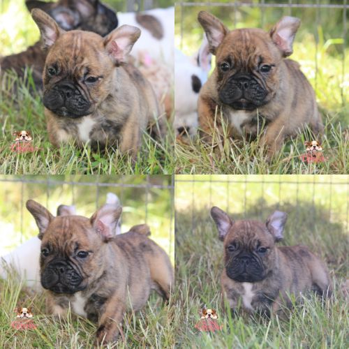 A réserver chiot freelance bulldog (bulldog anglai #3
