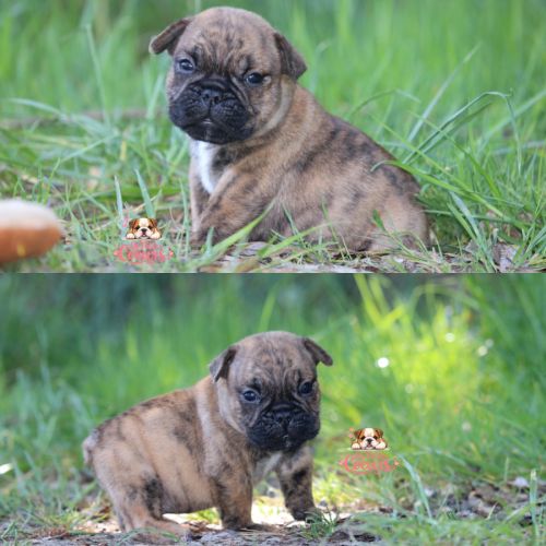 A réserver chiot freelance bulldog (bulldog anglai #0