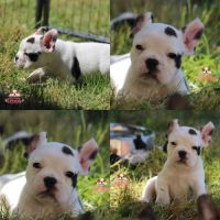 A réserver chiot freelance bulldog (bulldog anglai #1