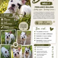 A réserver chiot freelance bulldog