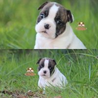 A réserver chiot freelance bulldog (bulldog anglai #2