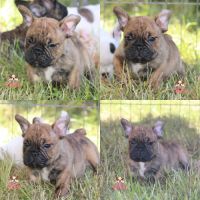 A réserver chiot freelance bulldog (bulldog anglai #3