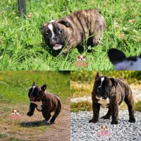 A réserver chiot freelance bulldog (bulldog anglai
