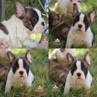A réserver chiot freelance bulldog (bulldog anglai #4