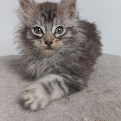 Chaton maine coon #1