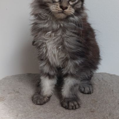 Chaton maine coon #5