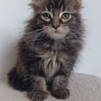 Chaton maine coon #4