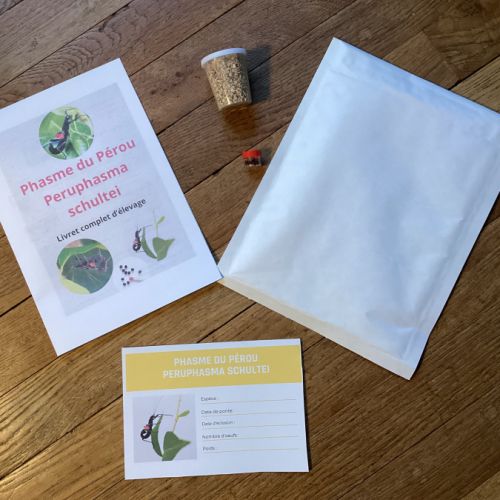 Kit d’élevage phasmes du pérou – espèce rare #3