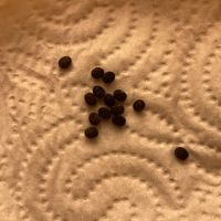 Kit d’élevage phasmes du pérou – espèce rare #2