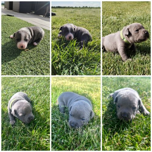 Magnifiques chiots staffy bleu