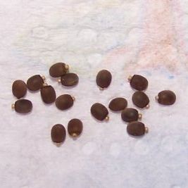 Kit de démarrage : phasme bâtons #4