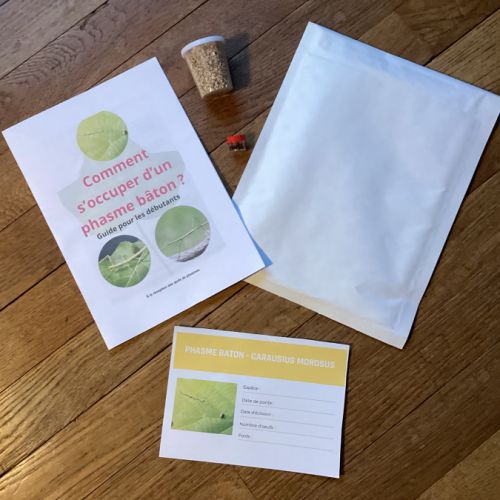 Kit de démarrage : phasme bâtons #5