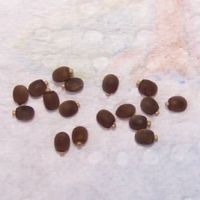 Kit de démarrage : phasme bâtons #4